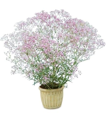 Amazon.co.jp: 宿根かすみ草 苗 白花 3.5号 カスミソウ 250404 : DIY